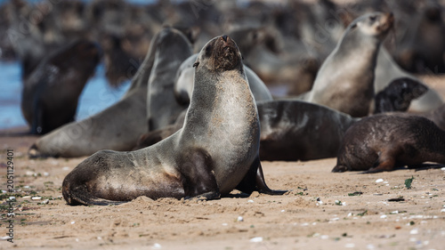 Schilderij op canvas Seals basking under the sun at Walvis Bay beach in Namibia during midday hours