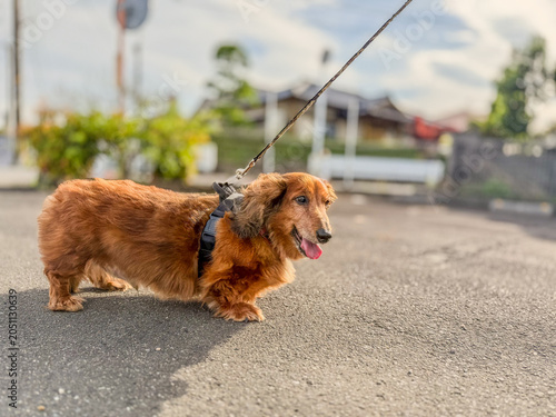  散歩中に立ち止まる愛犬の姿