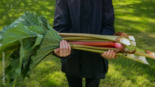 Quadro su tela A person holds freshly harvested bundle of homegrown rhubarb stalks and large green leaves in a sunny backyard garden