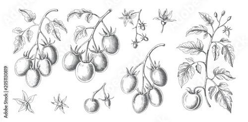 Tomato plant composition in classic monochrome engraving.
