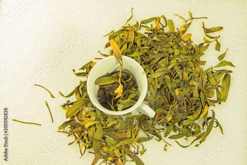 Dried mistletoe (mistletoe growing on pine trees) scattered on fresh snow beside a white ceramic cup. Natural winter herbal composition with copy space, showcasing traditional botanical ingredients, s