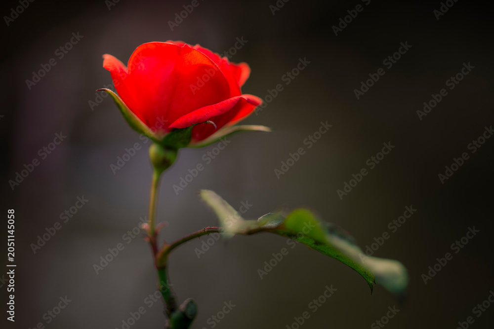Fototapeta premium Close-up of a red rose with stem against a dark background, expressive and elegant, rose, Rosa, Konstanz, Baden-Wuerttemberg, Germany