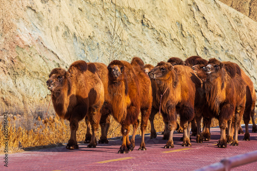 Group of Carmel walking Zhangye Danxia Landform, China.