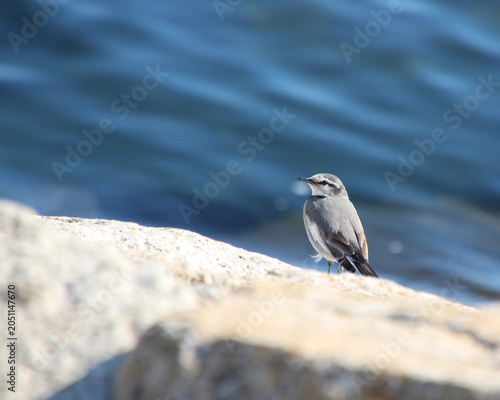 Fotografie White wagtail looking back on a rock with a blue water background