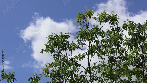 Walnußbaum vor Wolkenhimmel an einem windigen Tag
