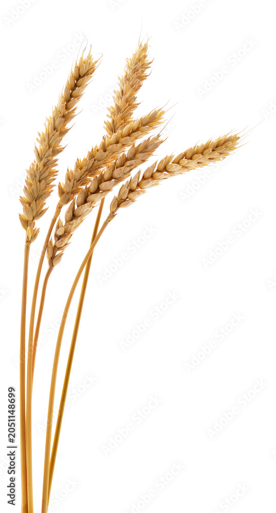 Fototapeta premium Ripe Ears of Wheat Isolated on White Background