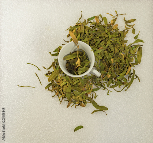 Dried mistletoe (mistletoe growing on pine trees) scattered on fresh snow beside a white ceramic cup. Natural winter herbal composition with copy space, showcasing traditional botanical ingredients, s