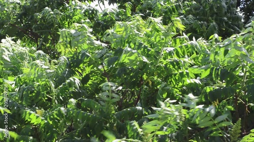 Essigbaum in starken Wind
