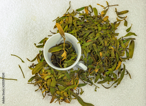 Dried mistletoe (mistletoe growing on pine trees) scattered on fresh snow beside a white ceramic cup. Natural winter herbal composition with copy space, showcasing traditional botanical ingredients, s