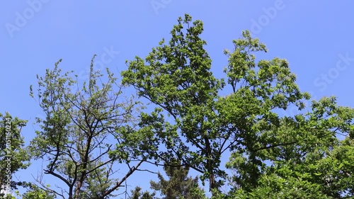 Bäume im Wind