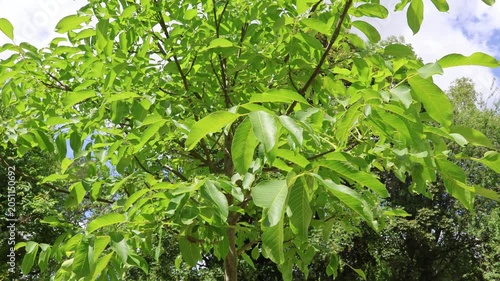 Walnußbaum im Wind