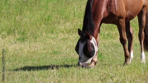 Grasende Pferde auf einer Wiese. Bekleidet mit Insektenschutz