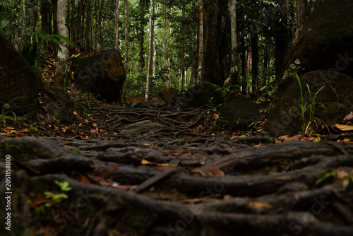 Fotografie Low angle view of a dense rainforest hiking trail covered in intricate tree roots and mossy rocks