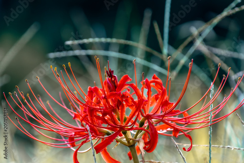 Cuadro en lienzo Stunning Red Spider Lily Flower Blooming Elegantly Against Dark Natural Backgrou
