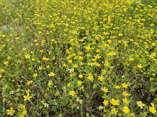 Yellow natural background. natural background of yellow wildflowers. a clearing covered with small yellow wildflowers
