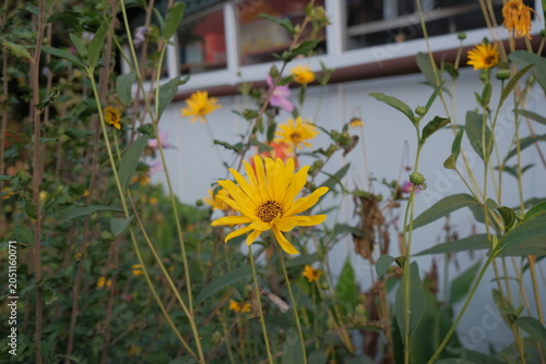 Yellow flower. yellow wildflower in green grass near an old house