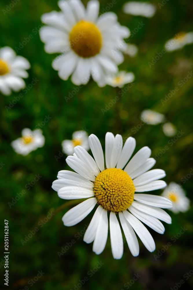 Fototapeta premium Daisy Flower Close Up With Soft Green Background