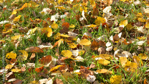Konstfotografi Ochre and golden leaves, fallen in mid-autumn, heralding the approach of the cold winter