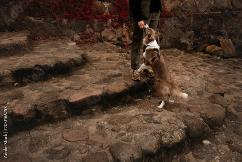Tableau sur toile Border collie puppy standing on hind legs to get snack from owner hand on stone stairs outside