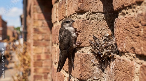 Young common swift nestling clinging to a brick wall near its nest.
