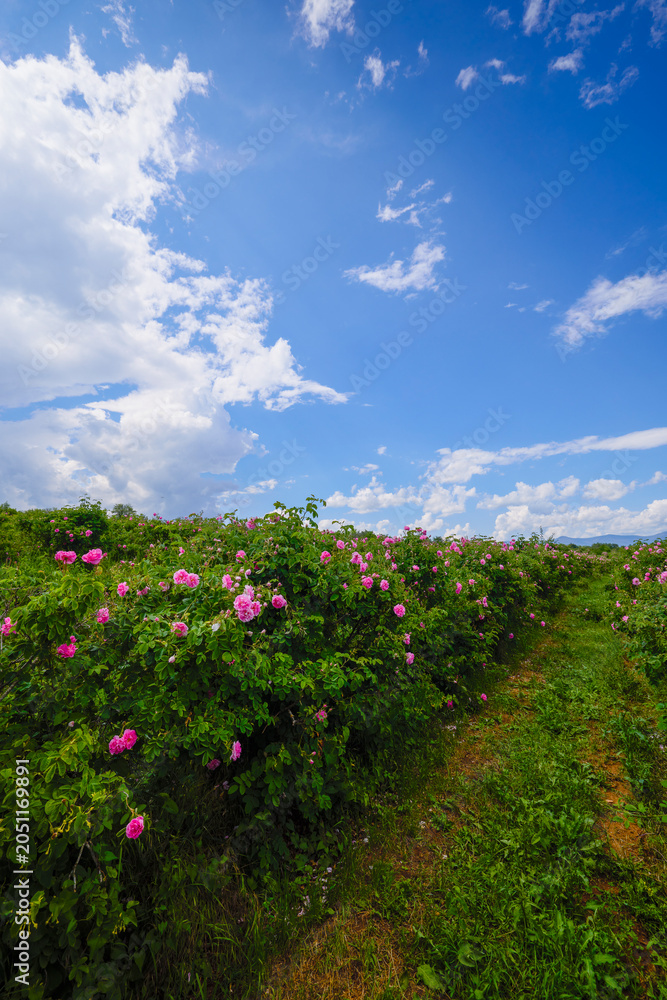 Obraz premium Landscape with a Rosa Damascena rose plantation, in the Rose Valley, the famous area in Bulgaria, two weeks before the second harvest