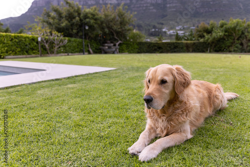 Golden retriever is lying on green lawn near swimming pool, with trimmed hedge and bench