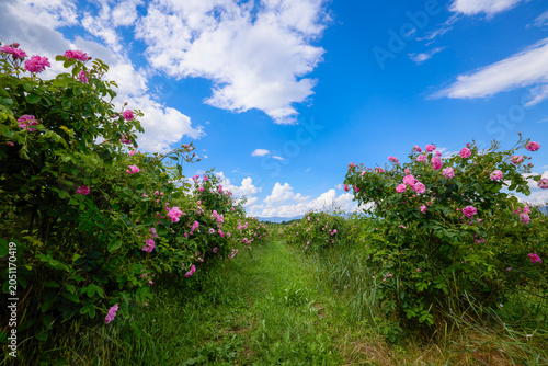 Landscape with a Rosa Damascena rose plantation, in the Rose Valley, the famous area in Bulgaria, two weeks before the second harvest