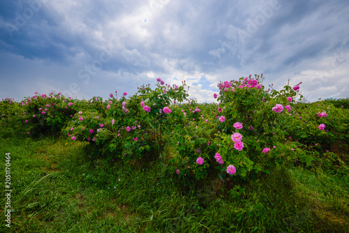 Landscape with a Rosa Damascena rose plantation, in the Rose Valley, the famous area in Bulgaria, two weeks before the second harvest