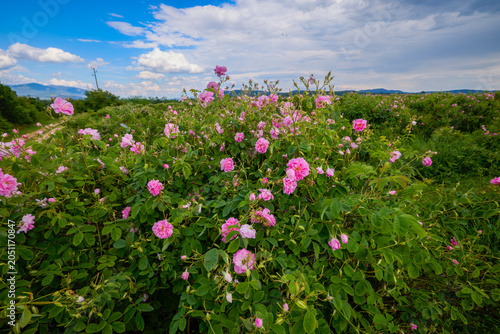 Landscape with a Rosa Damascena rose plantation, in the Rose Valley, the famous area in Bulgaria, two weeks before the second harvest