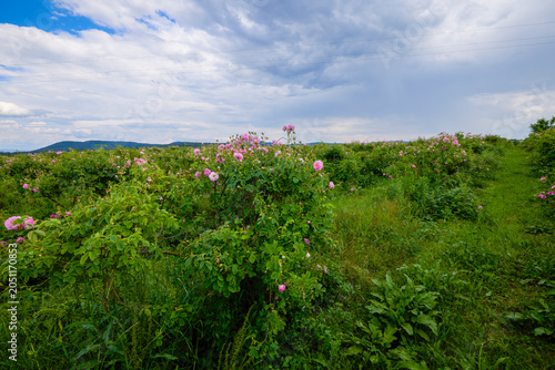 Landscape with a Rosa Damascena rose plantation, in the Rose Valley, the famous area in Bulgaria, two weeks before the second harvest