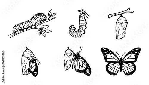Bild auf Leinwand Butterfly Life Cycle Stages, Vector Illustration: Caterpillar, Chrysalis, Emerge