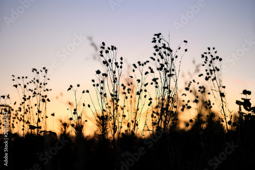 beautiful abstract evening nature background with silhouettes of wild grass stems at sunset. artistic pastoral landscape of grass field. relax, harmony, meditation atmosphere. template for design