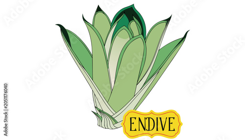 Cuadro en lienzo Very beautiful vibrant endive plant featuring layered pale green leaves, crisp b