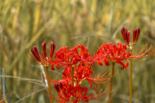 Konstfotografi Vibrant red spider lilies blooming by a golden rice field in autumn with soft bo