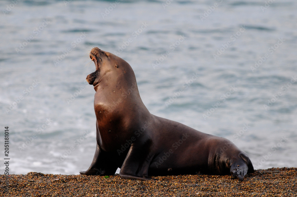 Fototapeta premium South American Sea Lion , Peninsula Valdes, Chubut Province Patagonia Argentina.