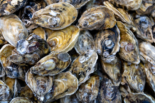 Bild auf Leinwand Pacific oysters or Japanese oysters
