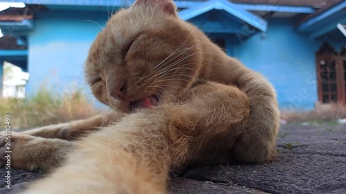 An orange male domestic cat grooming its fur through natural self-cleaning behavior, demonstrating typical feline hygiene and maintenance activities.