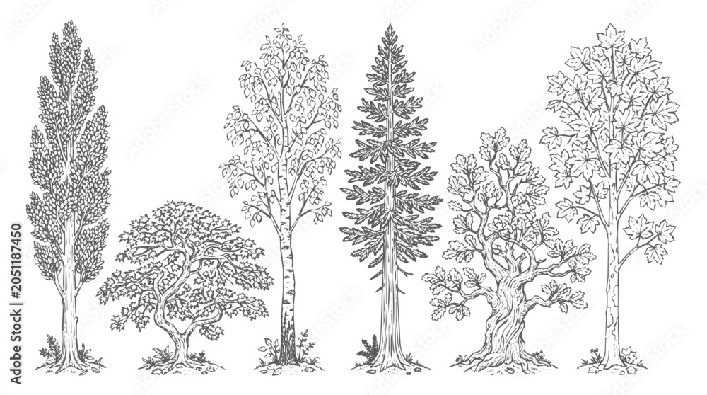 Fototapeta premium Hand-drawn botanical tree sketch set featuring vintage nature elements with pine, oak, and maple silhouettes for forest-themed design.