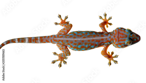 Tableau sur toile Tokay Gecko with Orange and Blue Spots