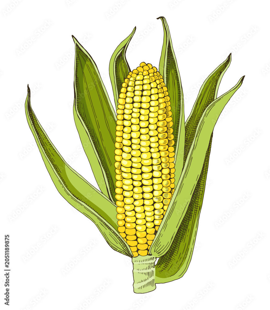 Obraz premium Corn cob hand drawn vector illustration