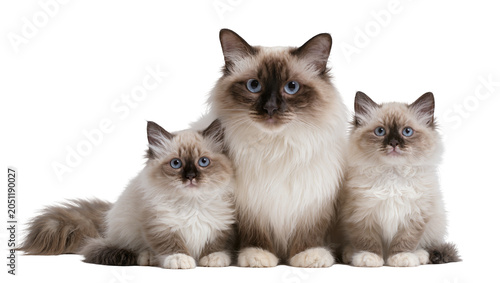 Quadro su tela Three Ragdoll cats adult and kittens, with blue eyes and fluffy fur