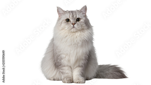 Quadro em tela Fluffy silver Persian cat sitting and looking forward