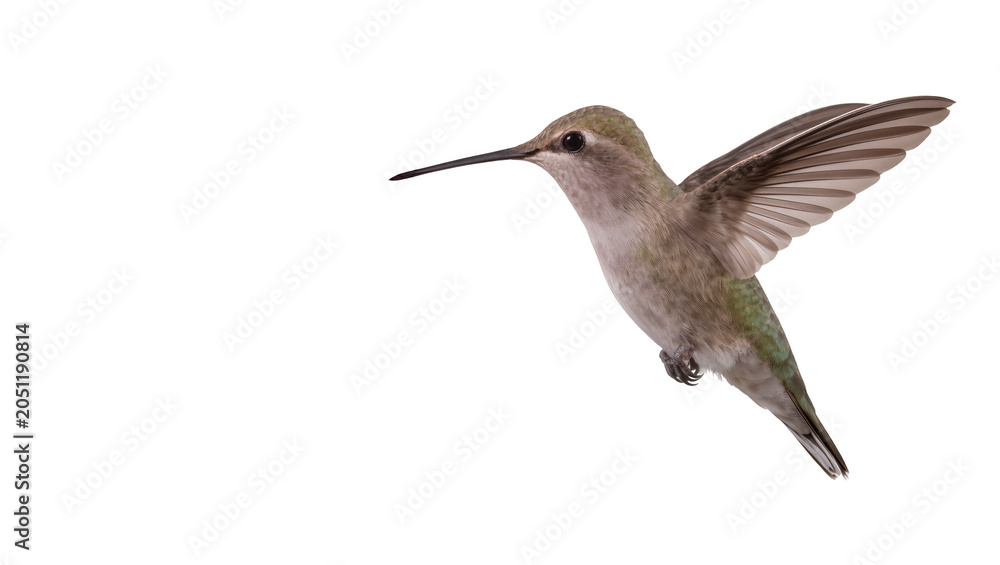 Obraz premium Hummingbird with wings spread in flight, detailed feathers