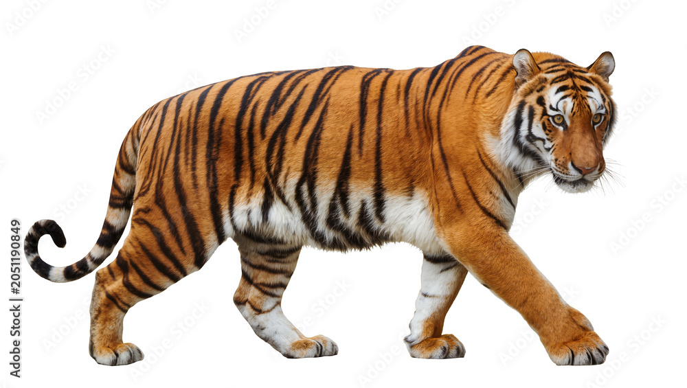 Obraz premium Tiger walking with orange and black stripes
