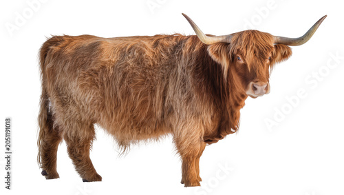 Schilderij op canvas Highland cow with long brown shaggy fur and large horns