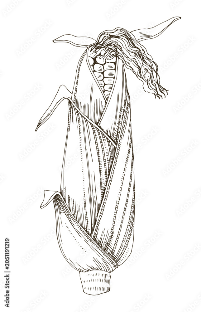 Obraz premium Corn cob hand drawn vector illustration