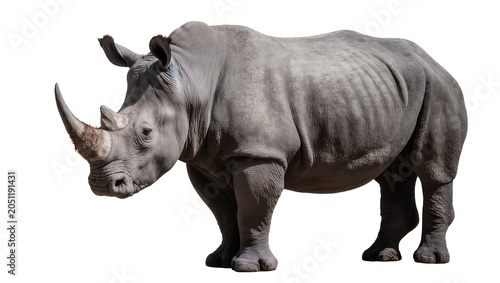 Cuadro en lienzo Gray rhinoceros with large horn standing profile view