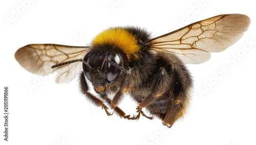Quadro su tela Bumblebee with fuzzy black and yellow body and wings in flight