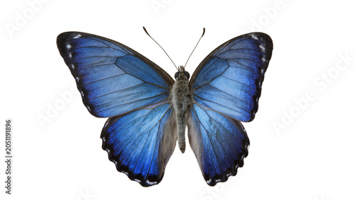 Fotografie Blue Morpho Butterfly with Detailed Wings