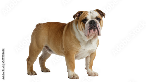 Tableau sur toile English Bulldog standing fawn and white coat, wrinkled face